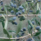 Olive Tree