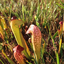 Carnivorous Plants of Florida