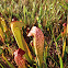 Hooded Pitcher Plant