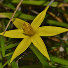 Yellow Star-of-Bethlehem Flowers