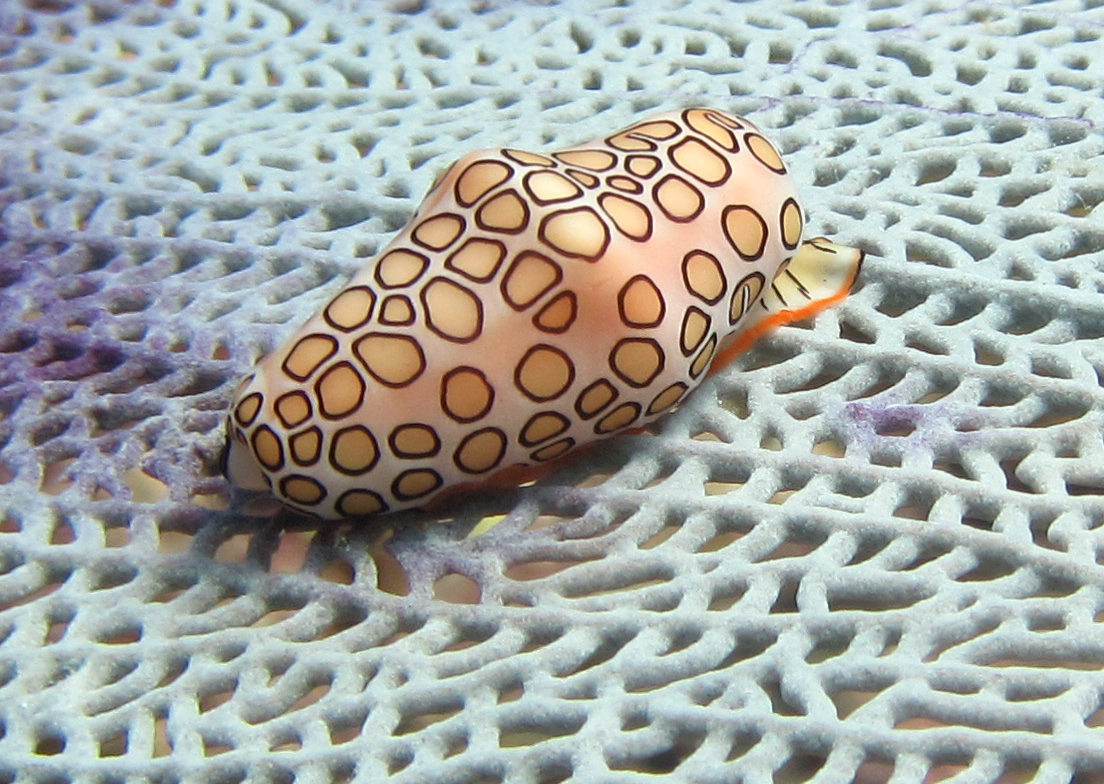 Flamingo Tongue Snail