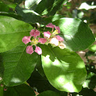 Acerola