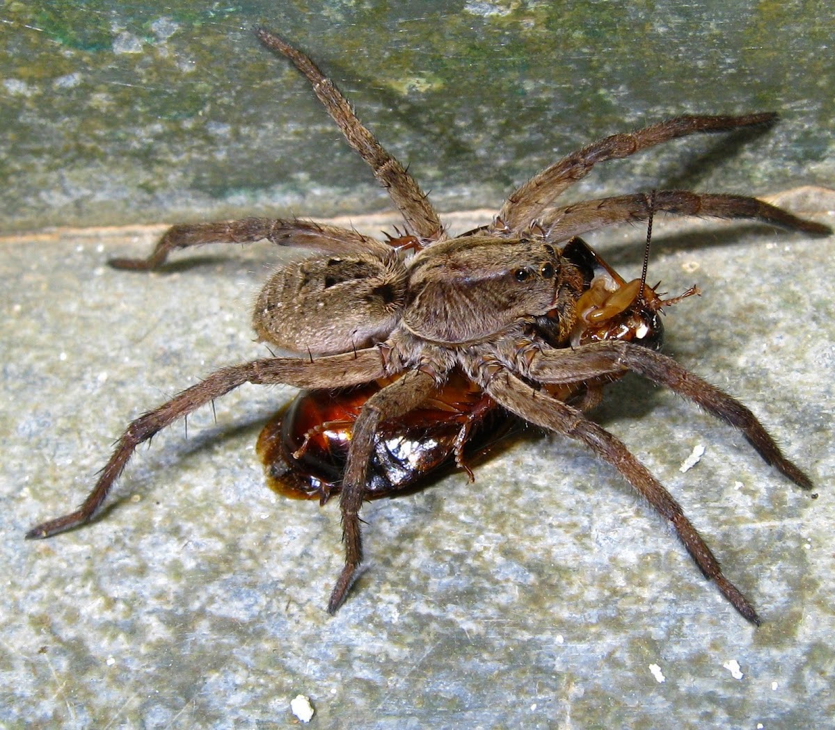 Wolf Spider, Aranha-de-Jardim(Brazil)