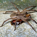 Wolf Spider, Aranha-de-Jardim(Brazil)
