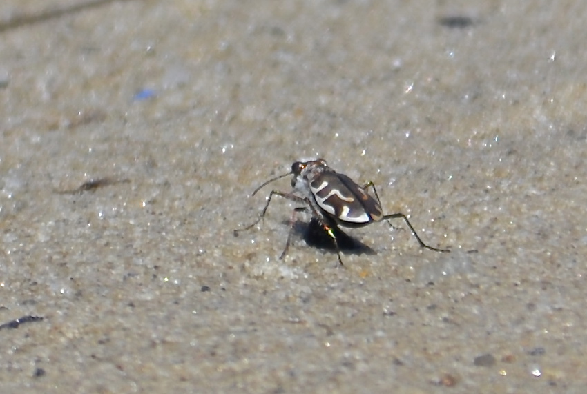 Hairy-necked Tiger Beetle