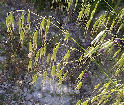 Avena sterilis,
animated oat,
avena caballuna,
avena estéril,
avena loca,
Avena maggiore,
aveão,
avoine animée,
avoine stérile,
balanco-maior,
folle avoine de Ludovic,
folle avoine à grosses graines,
sterile oat,
Tauber Hafer