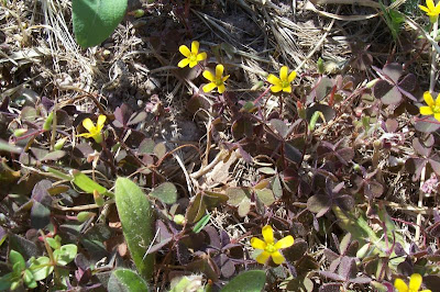 Oxalis corniculata,
'ihi,
acederilla,
Acetosella dei campi,
azedinha,
creeping lady's-sorrel,
creeping oxalis,
creeping wood-sorrel,
creeping woods,
creeping woodsorrel,
erva-azeda-de-folha-pequena,
Horn-Sauerklee,
oxalis