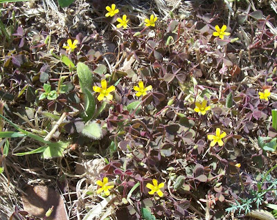 Oxalis corniculata,
'ihi,
acederilla,
Acetosella dei campi,
azedinha,
creeping lady's-sorrel,
creeping oxalis,
creeping wood-sorrel,
creeping woods,
creeping woodsorrel,
erva-azeda-de-folha-pequena,
Horn-Sauerklee,
oxalis