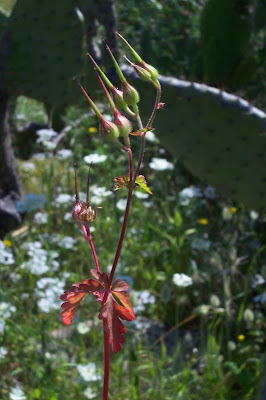 Geranium purpureum,
Geranio purpureo,
Little Robin