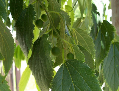 Celtis australis,
Bagolaro comune,
European hackberry,
European nettletree,
honey-berry,
lotetree,
Mediterranean hackberry,
netelboom,
nettletree,
Southern Nettle Tree