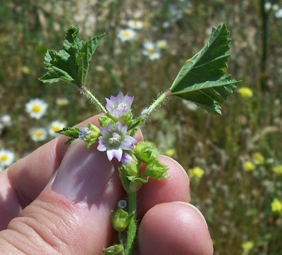 Malva nicaeensis,
bull mallow,
Malva scabra,
Southern Mallow