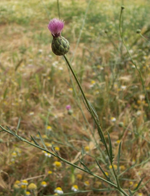 Mantisalca salmantica,
dagger flower,
dagger-flower,
Fiordaliso di Salamanca,
Mantisalca