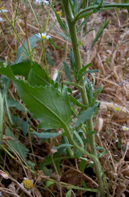 Mantisalca salmantica,
dagger flower,
dagger-flower,
Fiordaliso di Salamanca,
Mantisalca