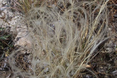 Stipa austroitalica,
Lino delle fate piumoso,
Pennacchini,
Piumette,
Piumini