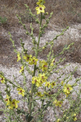 Verbascum sinuatum,
Verbasco sinuoso,
Wavy Leaved Mullein,
wavyleaf mullein