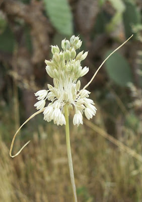Allium pallens,
Aglio di Coppoler