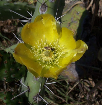 Opuntia ficus-indica,
Barbary fig,
Barbary-fig,
boereturksvy,
chumba,
chumbera,
Feigenkaktus,
Fico d'India,
Ficodindia,
figo-da-Espanha,
figo-da-Índia,
figueira-da-Barbária,
figuier d'Inde,
figuier de Barbarie,
grootdoringturksvy