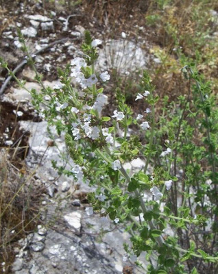 Calamintha nepeta,
calament,
echte Bergminze,
Katzen-Bergthymian,
kleinblütige Bergminze,
lesser calamint,
menthe de montagne,
mentuccia commune,
Mentuccia comune,
Nepetella,
Poleggio selvatico