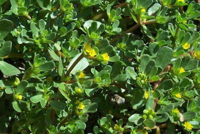 Portulaca oleracea,
akulikuli-kula,
beldroega,
common purslane,
duckweed,
garden purslane,
ghol,
little hogweed,
little-hogweed,
ma chi xian,
Porcellana comune,
Portulak,
pourpier,
pourpier maraîcher,
purslane,
pursley