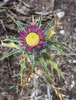 Carlina lanata,
Carlina lanosa,
Woolly Carline Thistle