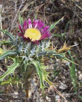 Carlina lanata,
Carlina lanosa,
Woolly Carline Thistle