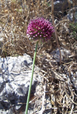 Allium sphaerocephalon,
Aglio delle bisce,
ail à tête ronde,
ball-headed onion,
Kugellauch,
Round Headed Leek,
round-headed garlic,
round-headed leek