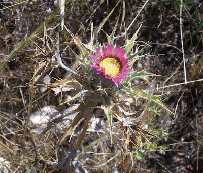 Carlina lanata,
Carlina lanosa,
Woolly Carline Thistle