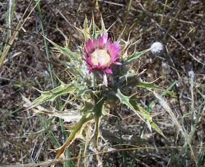 Carlina lanata,
Carlina lanosa,
Woolly Carline Thistle