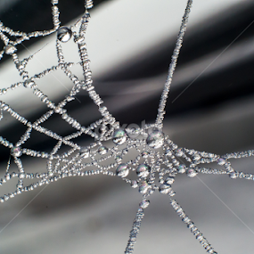 Foggy Day Web by Adele Price - Nature Up Close Webs