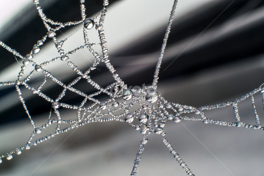 Foggy Day Web by Adele Price - Nature Up Close Webs