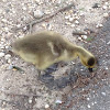 Canada Goose Gosling