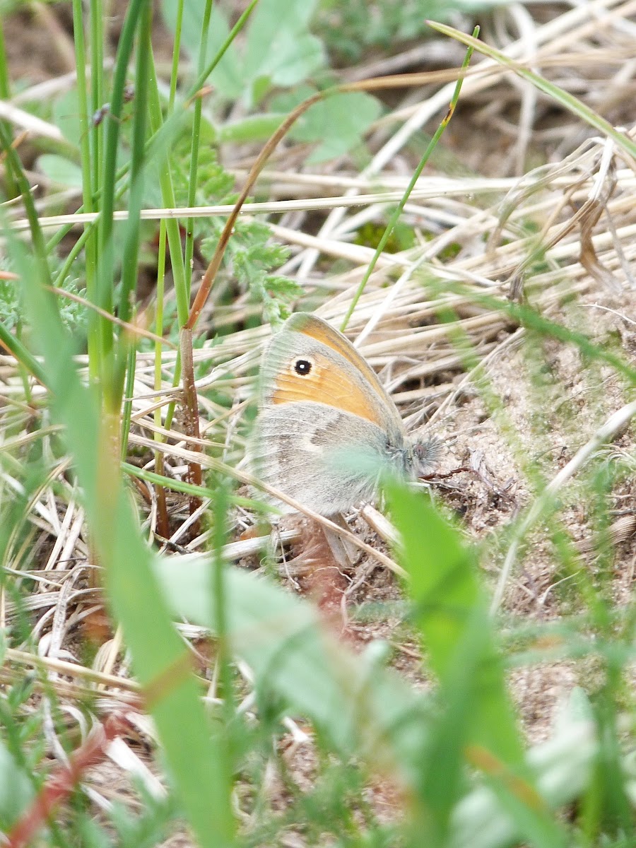 Small Heath