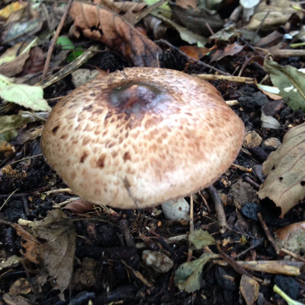 Scaly wood mushroom