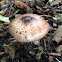 Scaly wood mushroom