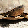 Furrowed Wood Turtle