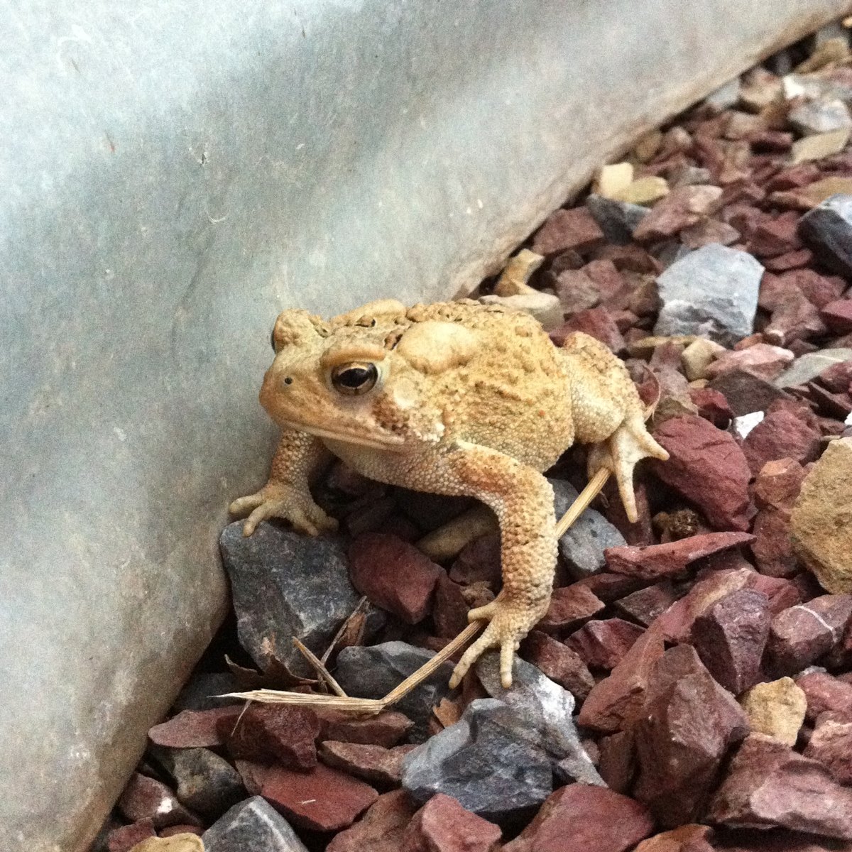 American toad