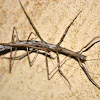 Stick Insects-Mating
