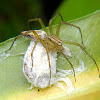 lynx spider (with egg sac)