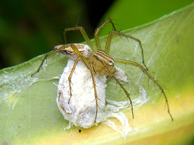 lynx spider (with egg sac)