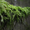 Moss (Bryophyta)