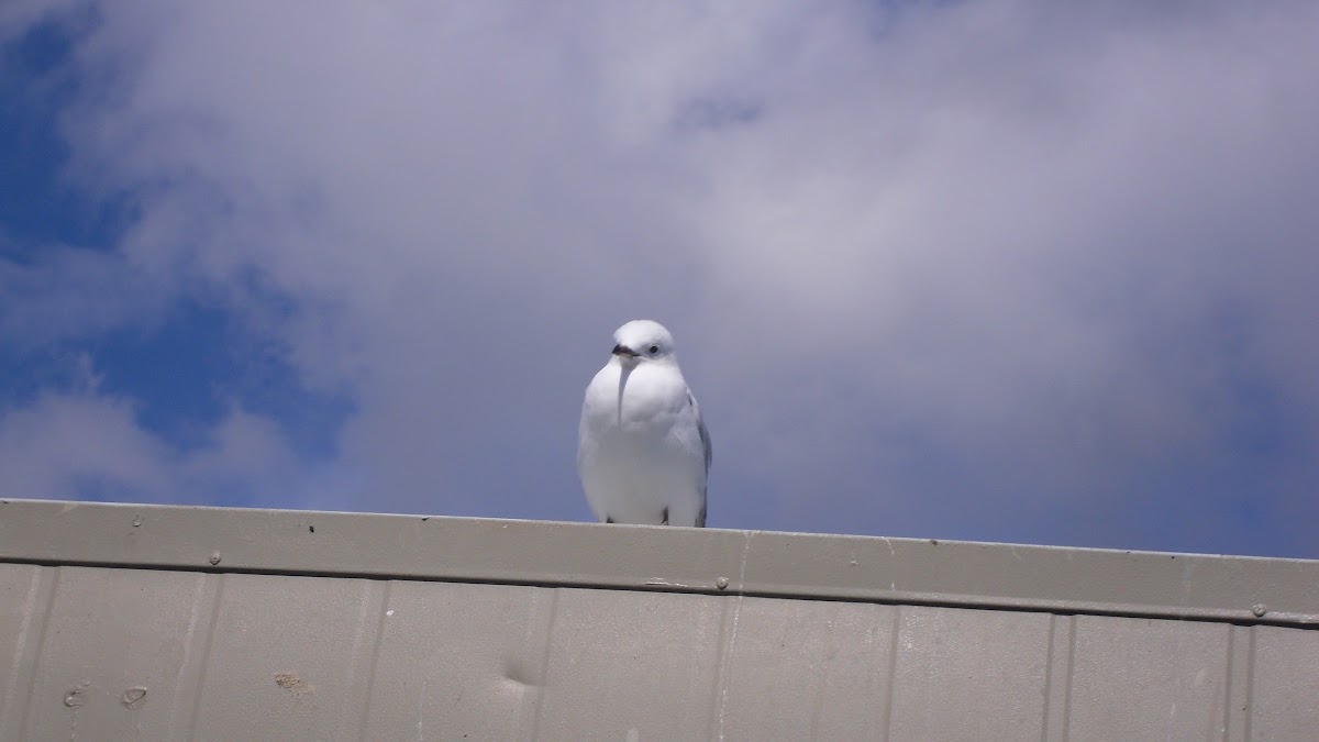 black - billed gull