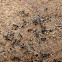 Big-headed Ants