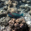 Two-Color Parrotfish