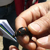 Red-striped oil beetle