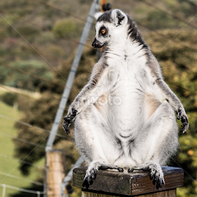 Meditating Lemur by Dylan Barlow - Novices Only Wildlife