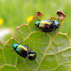 Green dock leaf beetle