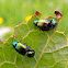 Green dock leaf beetle