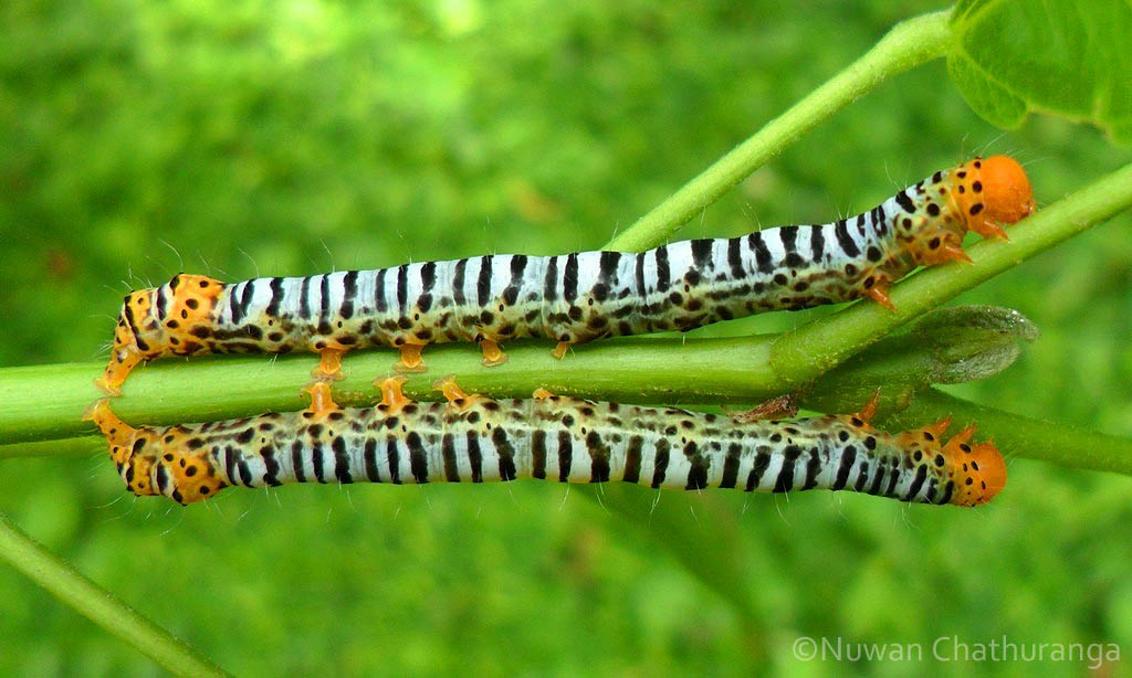 Moth Caterpillars