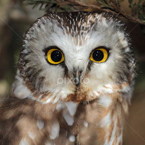 Northern Saw-whet Owl by Terry Sohl - Animals Birds