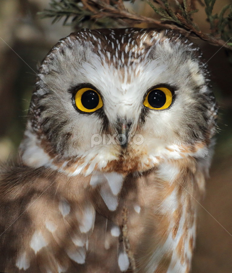 Northern Saw-whet Owl by Terry Sohl - Animals Birds